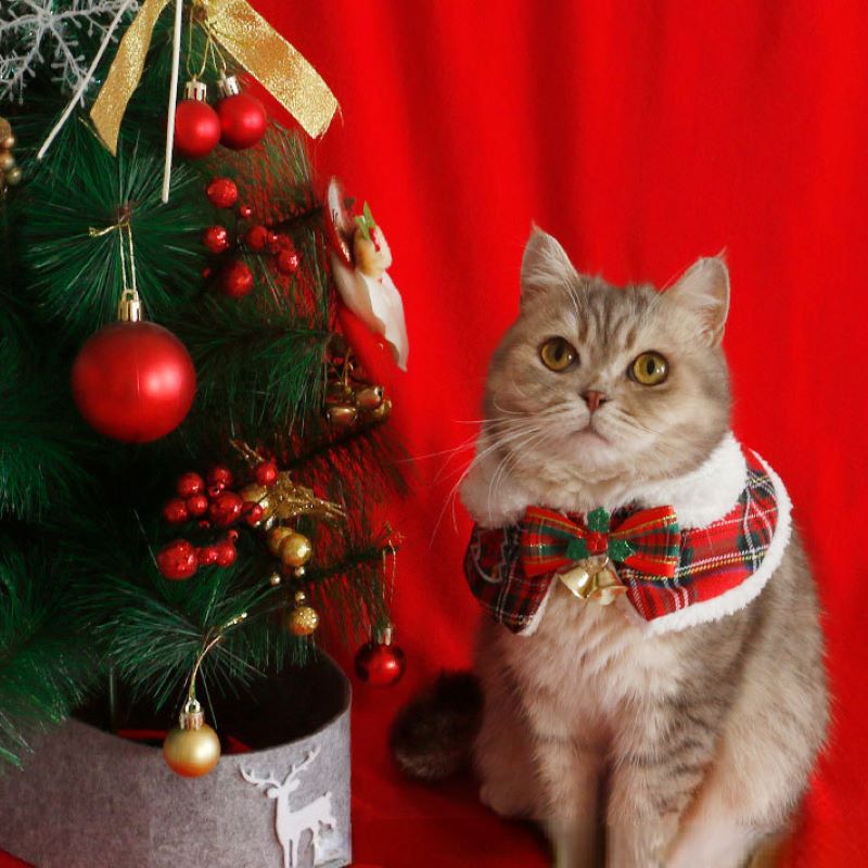 Cat Christmas Cloak Pet New Ye - Winter Clothing Accessories recension och pris